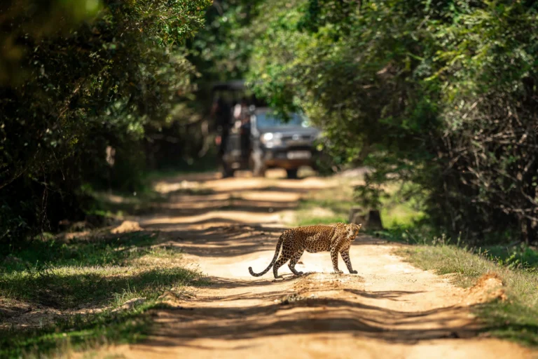 Yala National Park — Sri Lanka’s Ultimate Wildlife Safari Experience