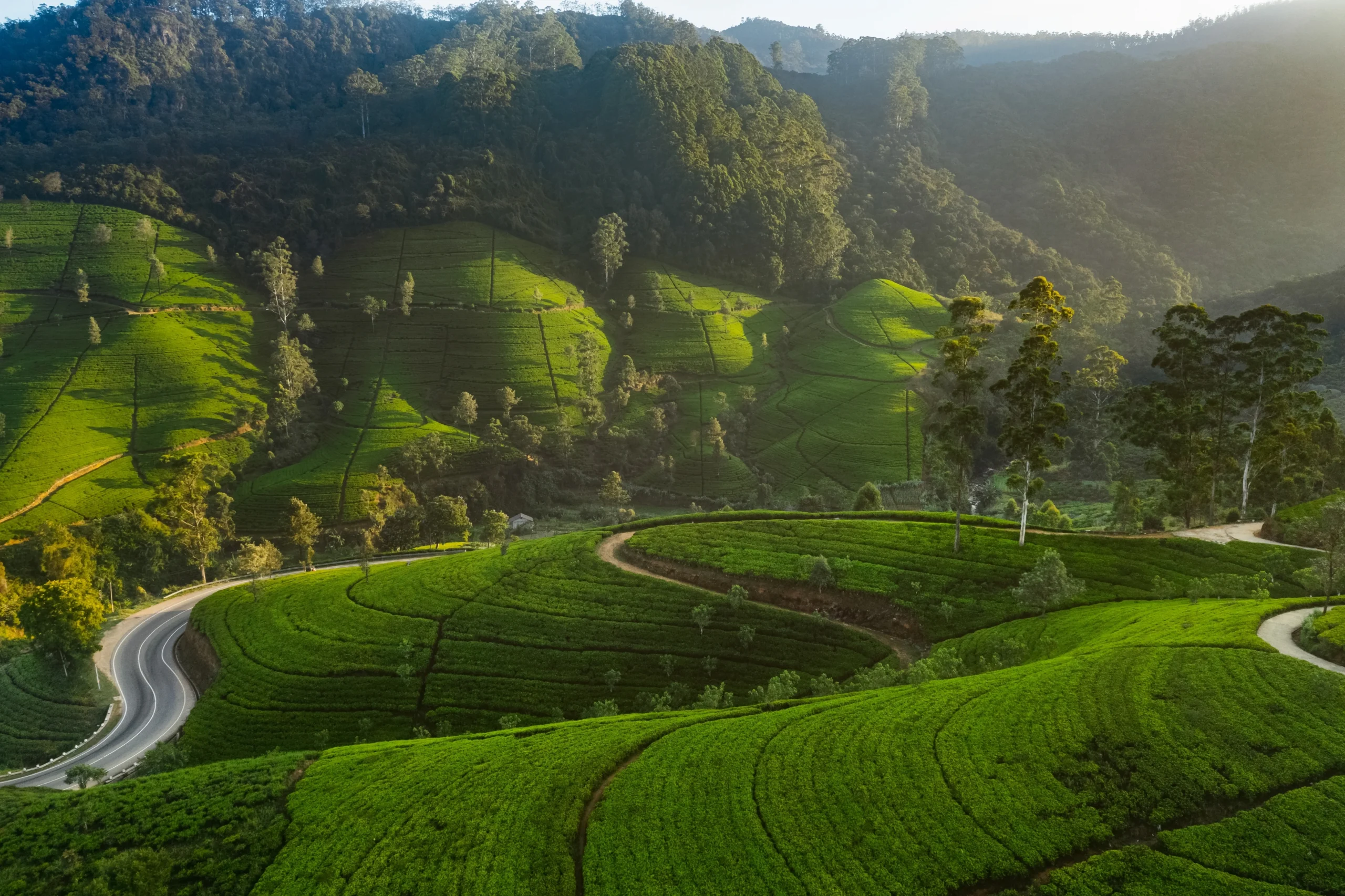 Misty highlands and tea country