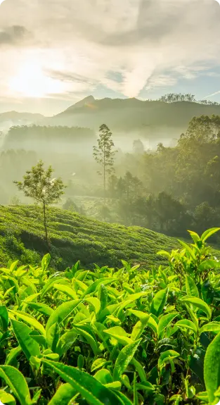 Nuwara Eliya Tea Plantation Sunrise – Sri Lanka Hill Country